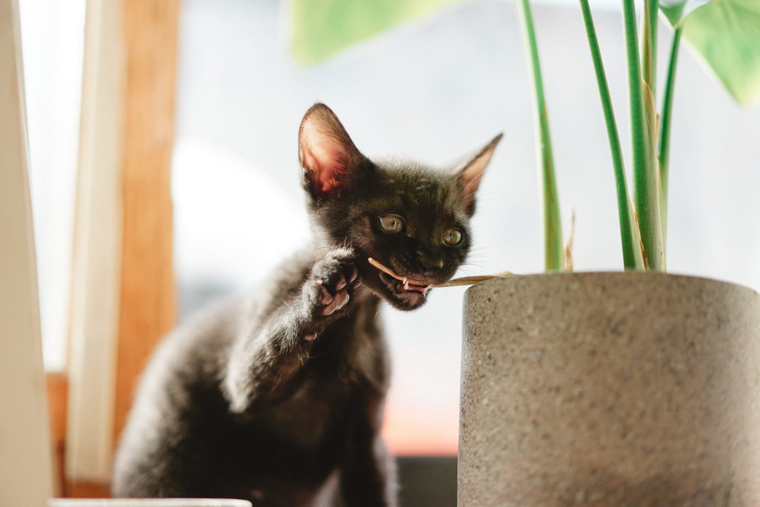 Cat Friendly Plants — You can Love both Houseplants and Cats!