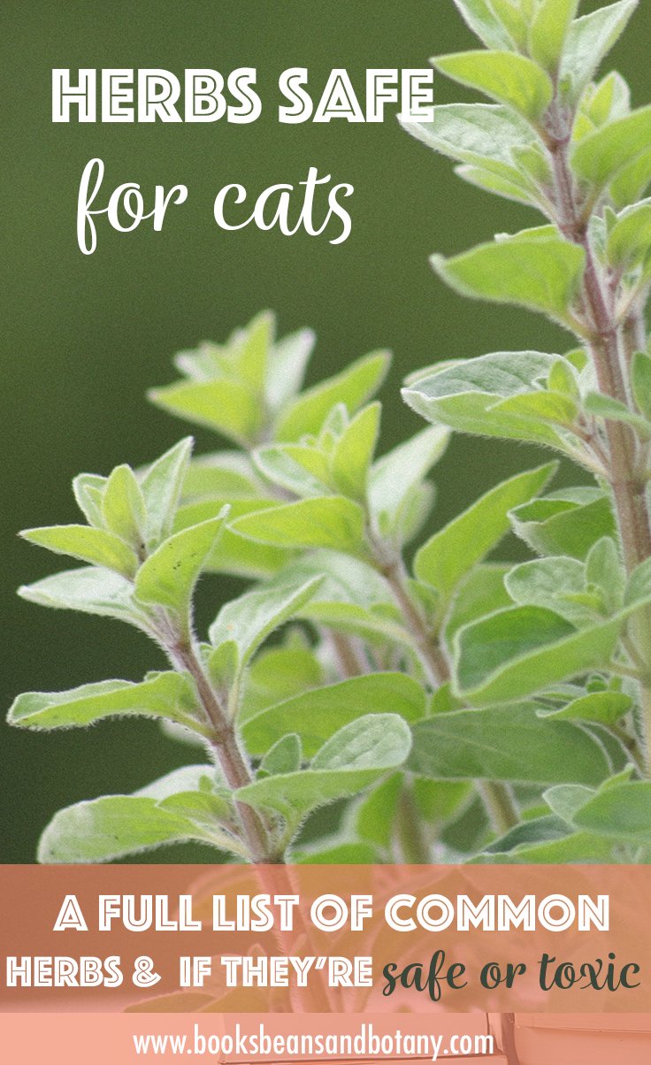 Herbs Safe for Cats A Comprehensive List of the Safe vs Toxic Herbs