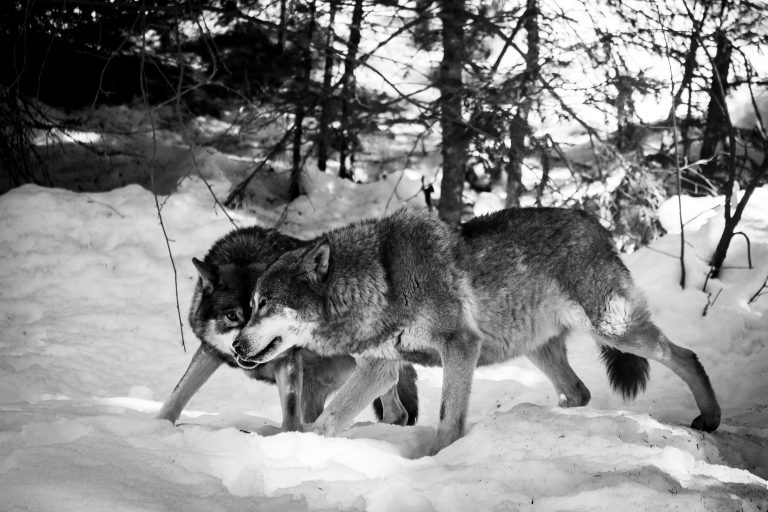 Read more about the article The Rise of Wolf 8 – A Legendary Book for a Legendary Wolf