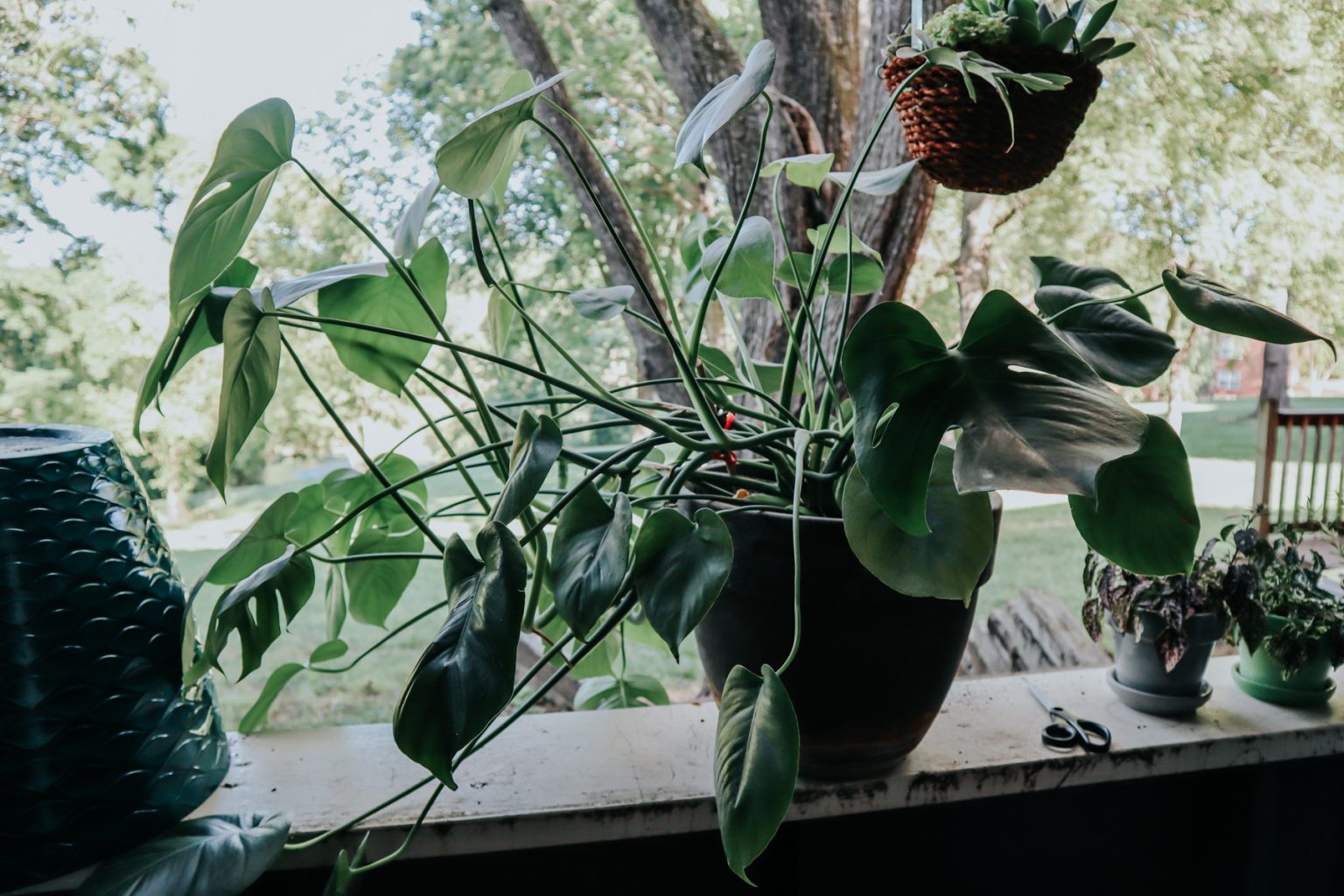 How to Repot a Monstera Deliciosa (Swiss Cheese Plant)