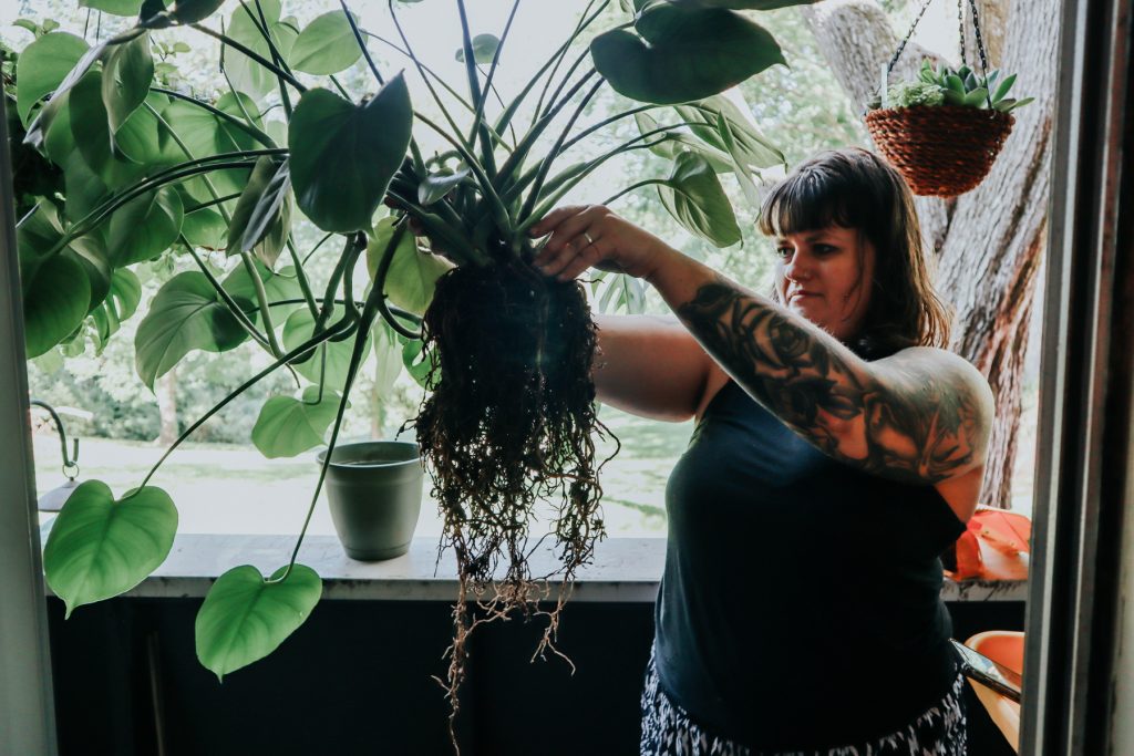 How to Repot a Monstera Deliciosa (Swiss Cheese Plant)