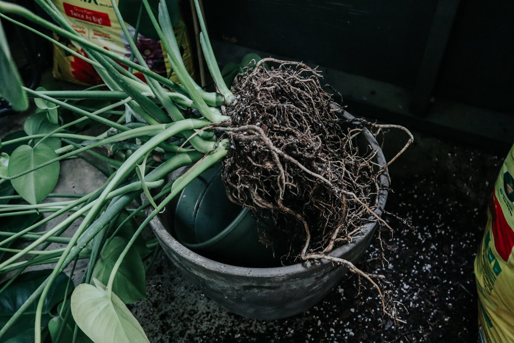 Repotting monstera deals