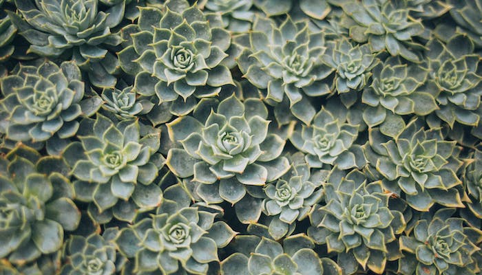 Facts About Succulents